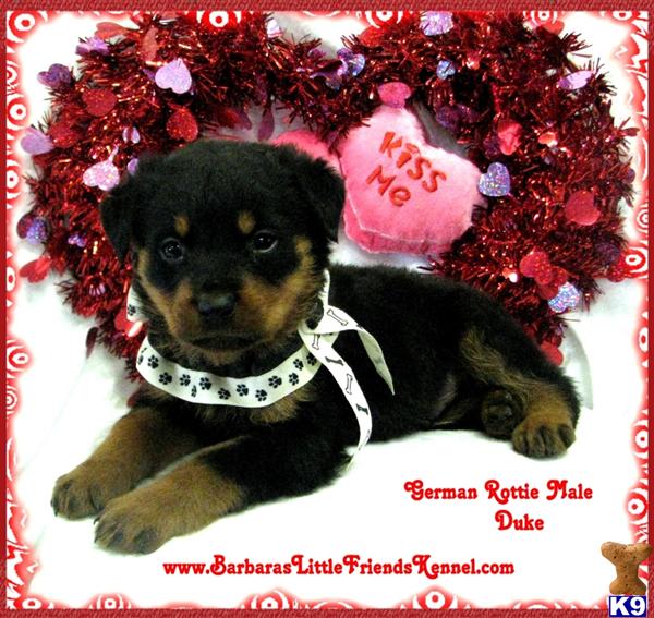 Rottweiler Puppies